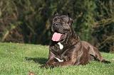 CANE CORSO 1365